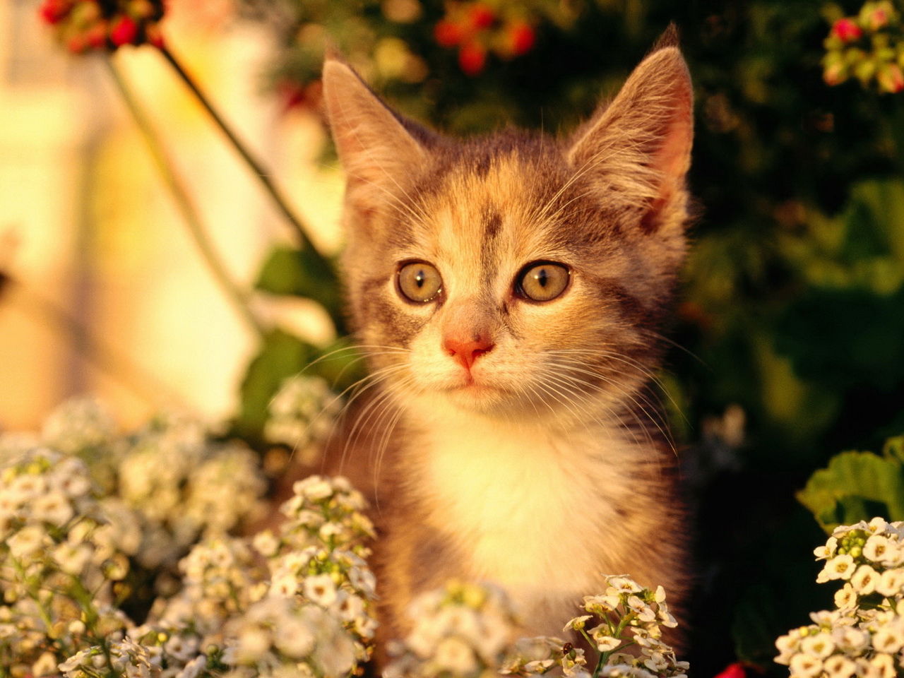 Bildquelle: „Cat in flowers“ von kitty.green66 steht unter der Lizenz CC BY-SA 2.0.