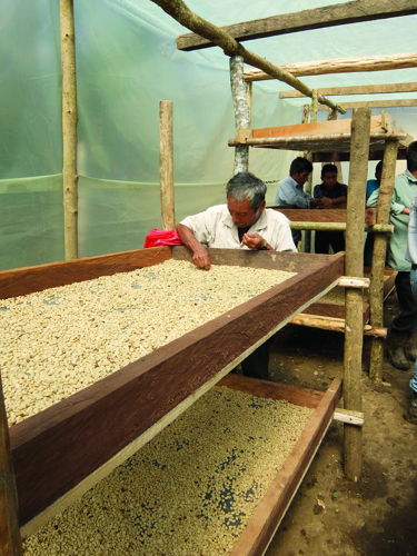 Solar dryers financed by this project ensure greater yield from the coffee harvest.