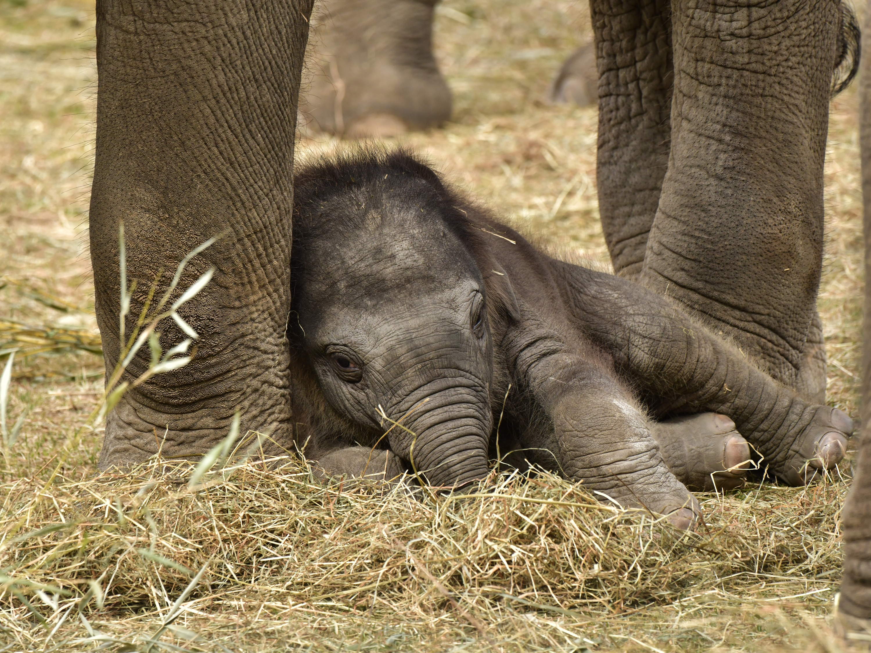 Baby Boom à Pairi Daiza : plus de 80 animaux sont nés en 2025.