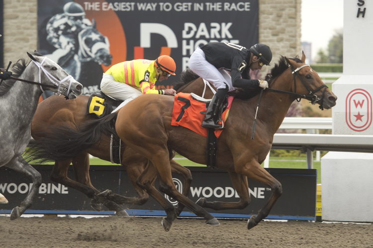 Conglomerate and jockey Sahin Civaci winning Race 7 on May 7, 2023 at Woodbine (Michael Burns Photo)