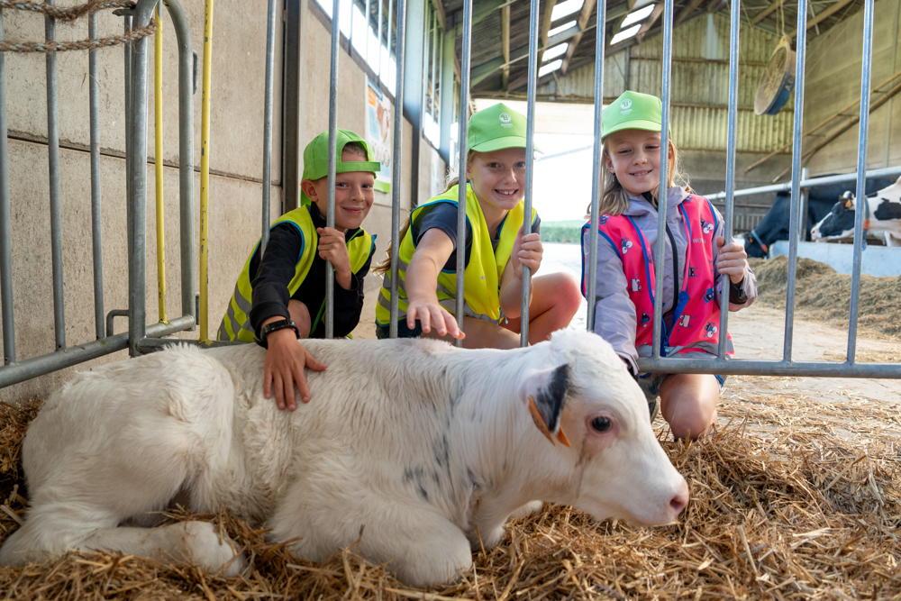 BOOST in Mol - kalfje