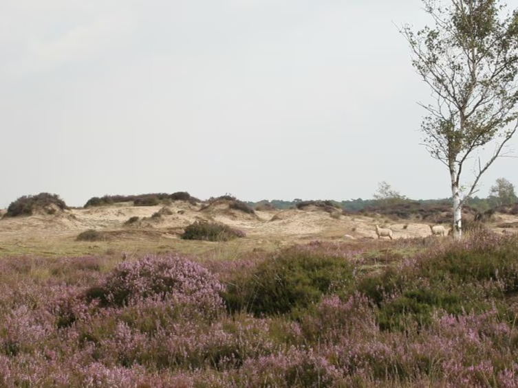 Code rood voor brandgevaar in provincies Antwerpen en Limburg