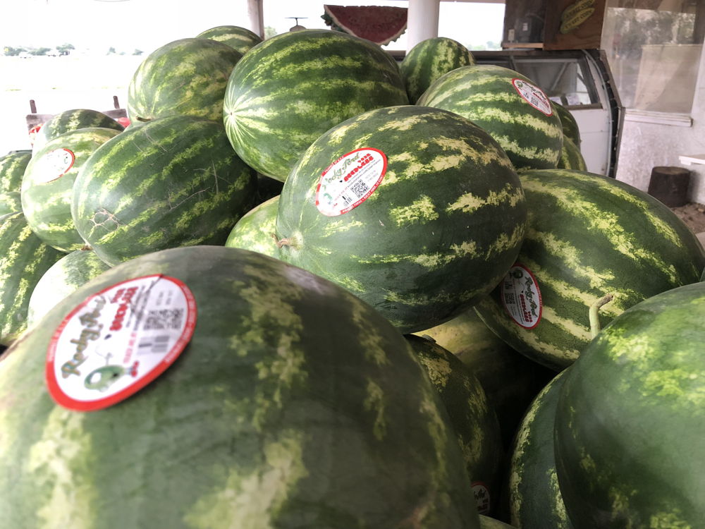 Rocky Ford Watermelon stacked for customers to a Rocky Ford farm stand.