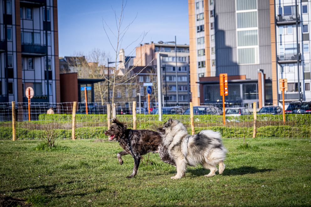 Twee nieuwe hondenloopzones ingehuldigd in Leuven