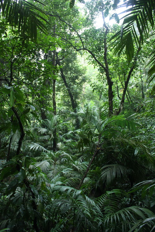 Selva alta perennifolia--Foto-Steven Dessein.JPG