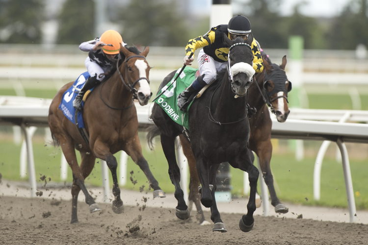 Church and State and jockey Rafael Hernandez winning the King Corrie stakes on May 18, 2025 at Woodbine (Michael Burns Photo)