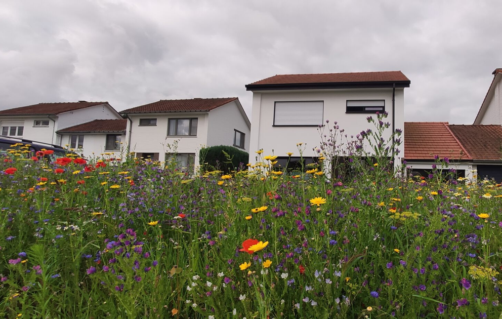 Gratis bijvriendelijk bloemenzaad