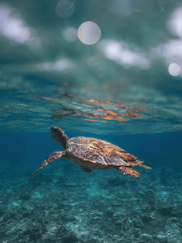Kandima Maldives Introduces Educational Activities to Raise Awareness for Endangered Marine Creatures on World Turtle Day 2023