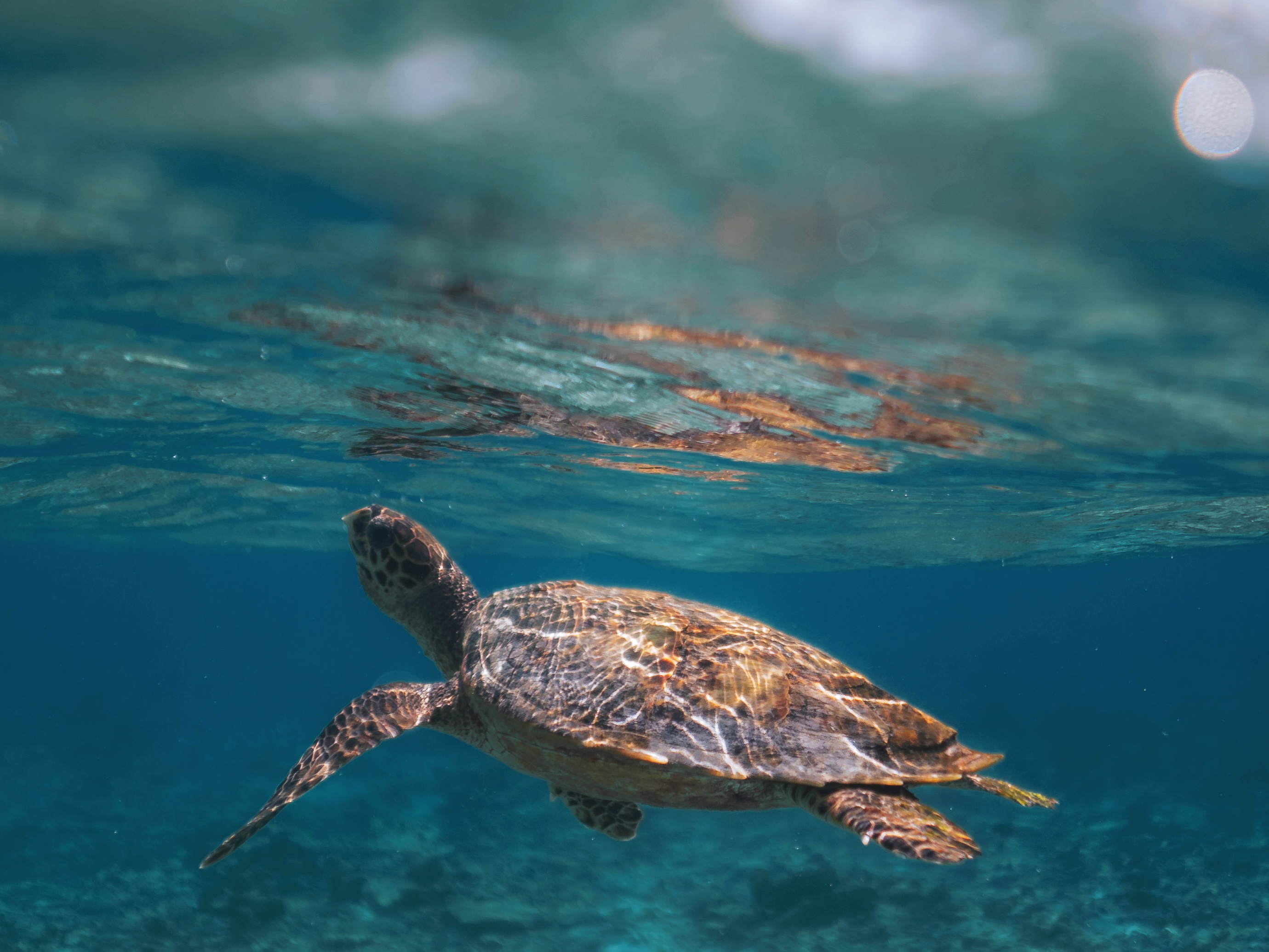 Kandima Maldives Introduces Educational Activities to Raise Awareness for Endangered Marine Creatures on World Turtle Day 2023