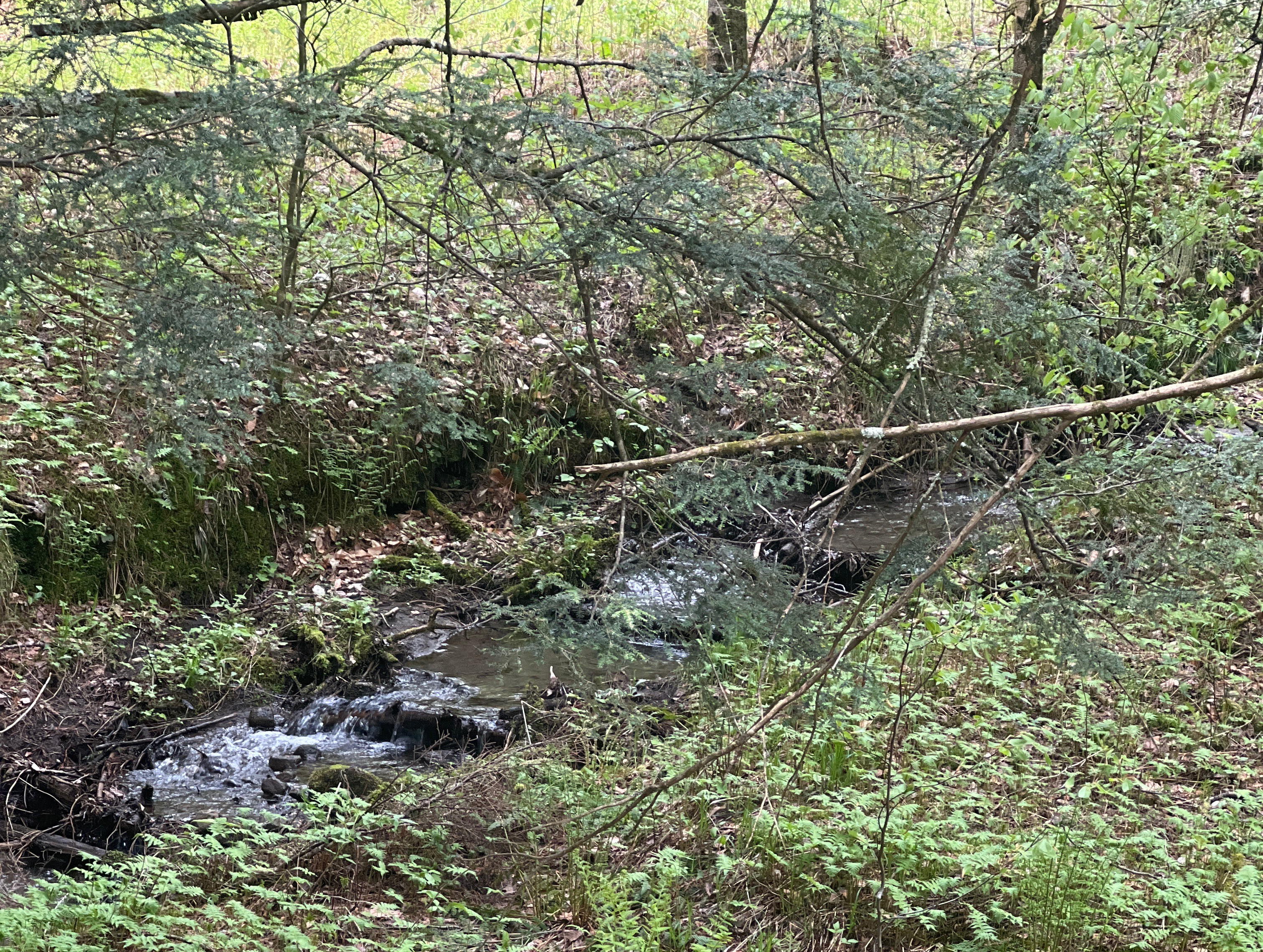 Land Conserved Near Wrights Mountain