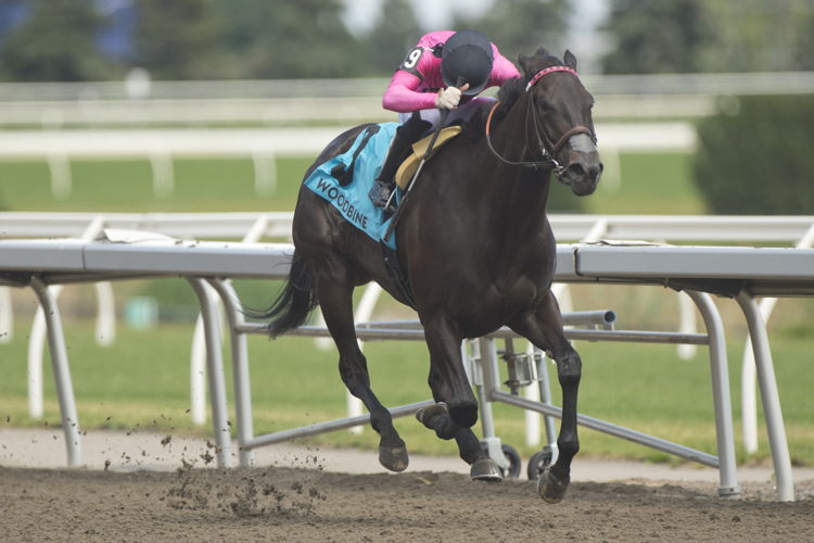 Miss Speedy and jockey Sahin Civaci winning the Bellade Stakes on June 24, 2023 at Woodbine (Michael Burns Photo)