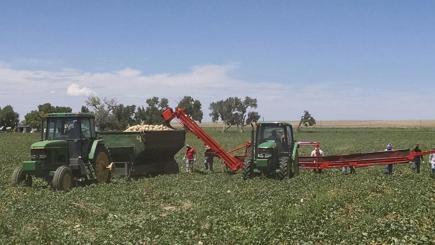 2016: In the field picking the first load of cantaloupe