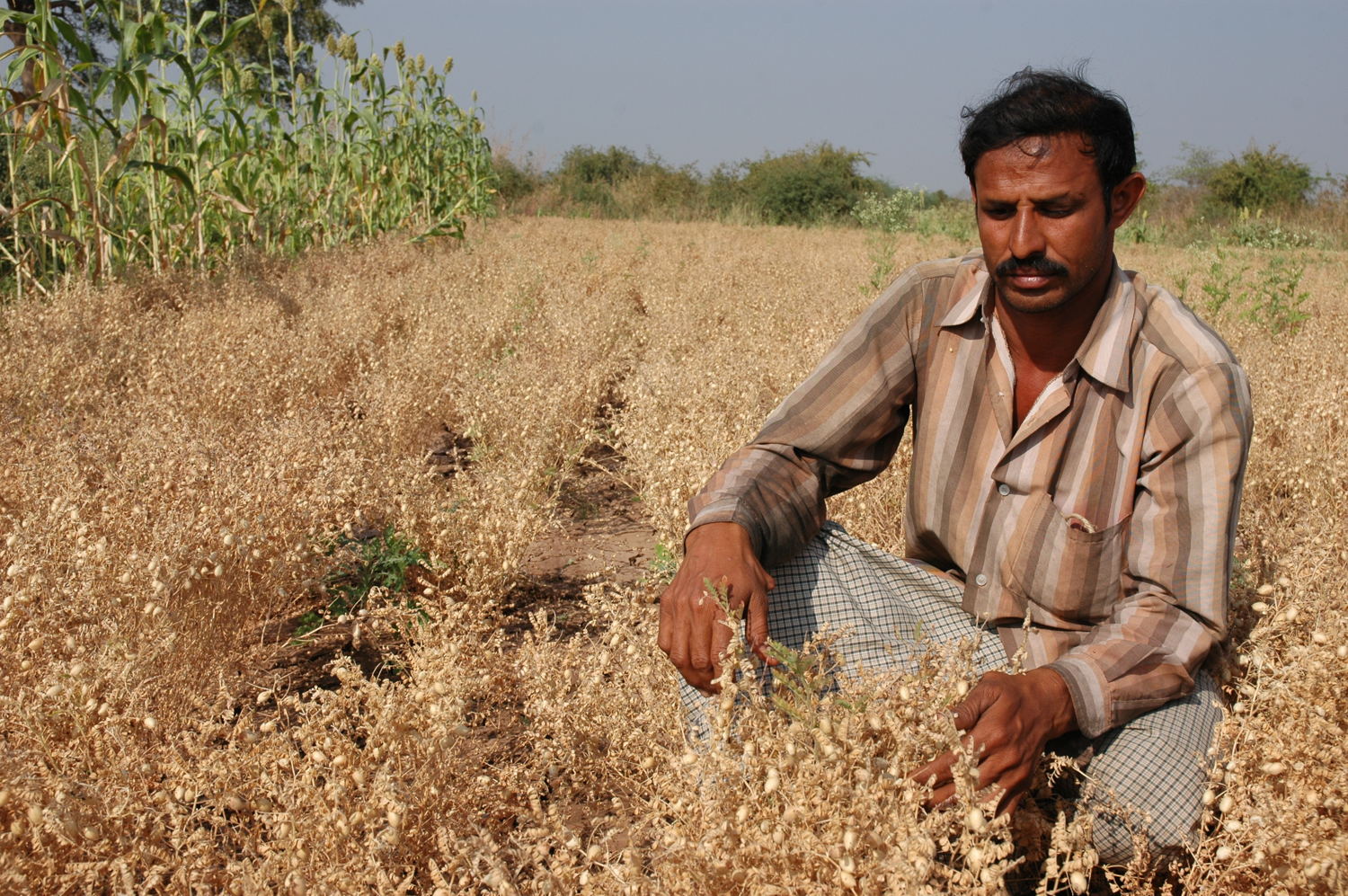 Indian farmer in the chickpea field.