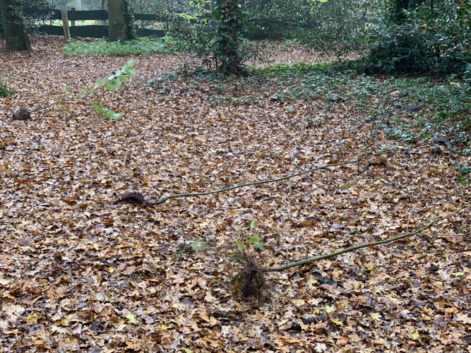 Zaailingen Landal Gooise Heide