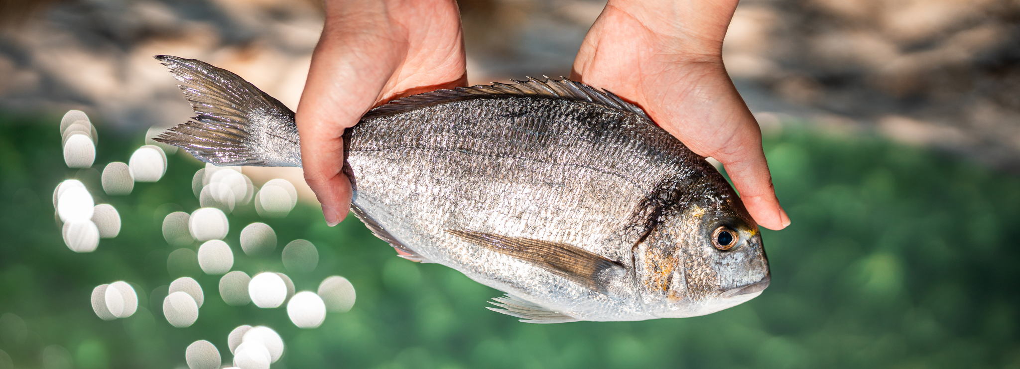 Du poisson au menu ? Vérifiez le label !
