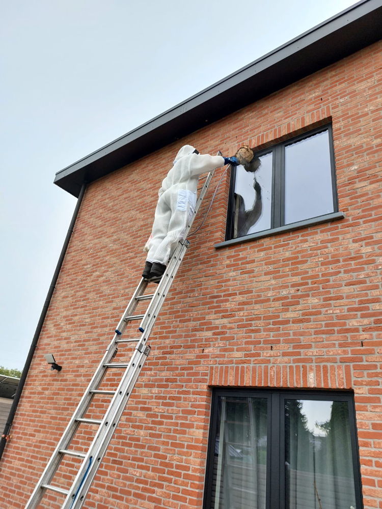 bestrijding nest gevel (©rato vzw)