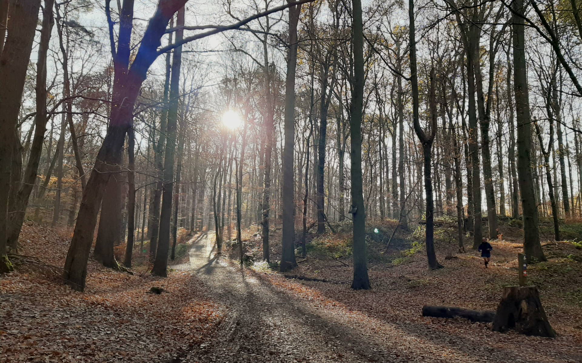 Meer bos voor Vlaanderen, ruimte om te herbronnen