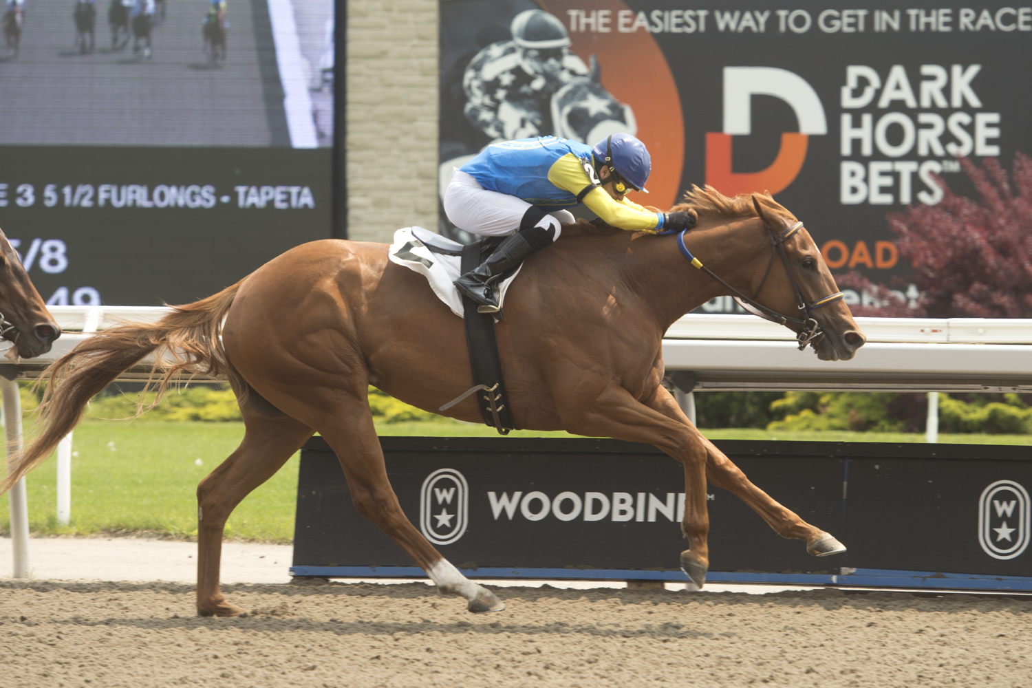 Foolish Games and jockey Omar Moreno winning on May 21, 2023 at Woodbine (Michael Burns Photo)