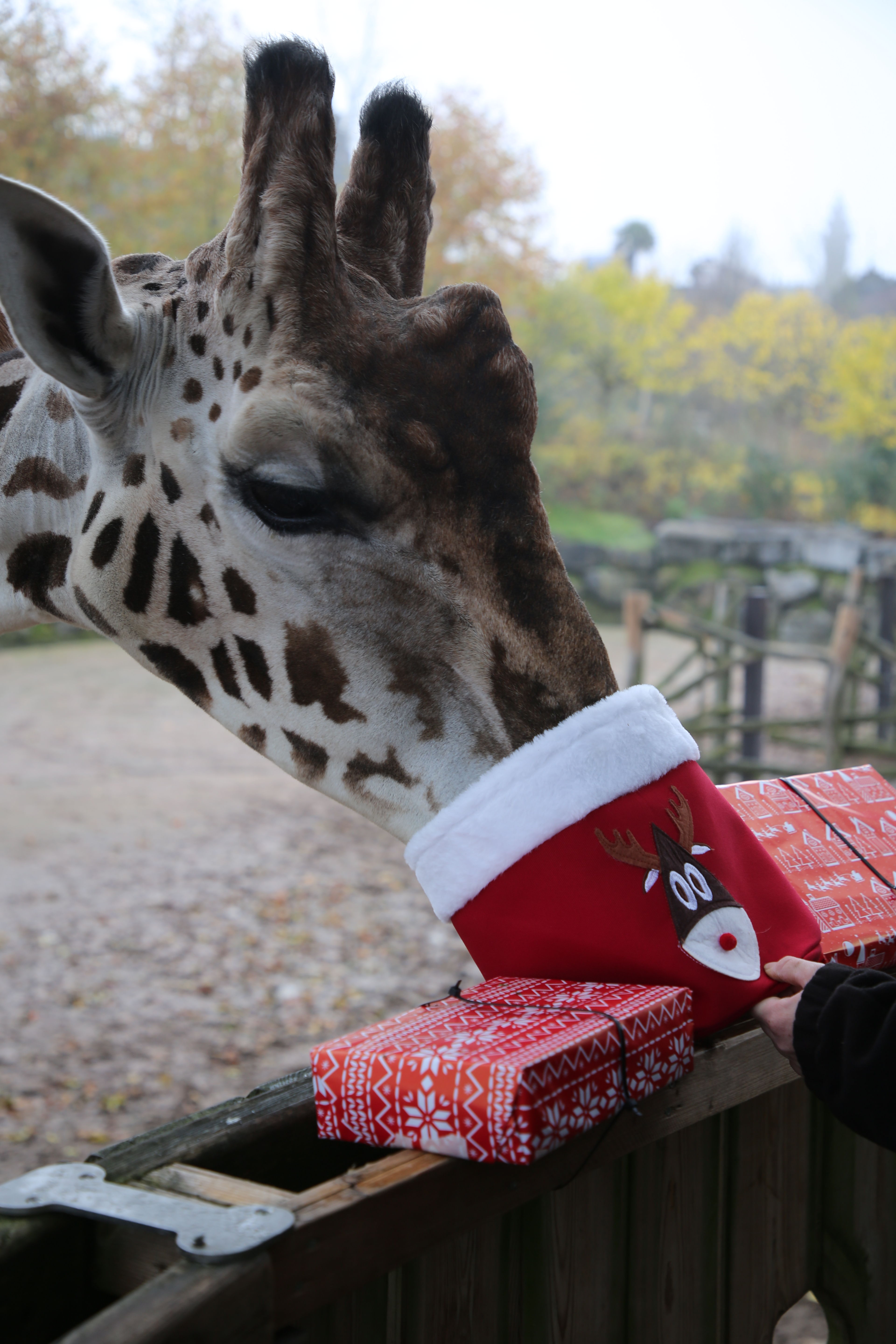 Enrichissements festifs pour les girafes.