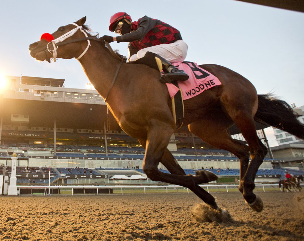 Babbo and jockey Eswan Flores winning the Coronation Futurity Stakes on November 25, 2023 at Woodbine (Michael Burns Photo)
