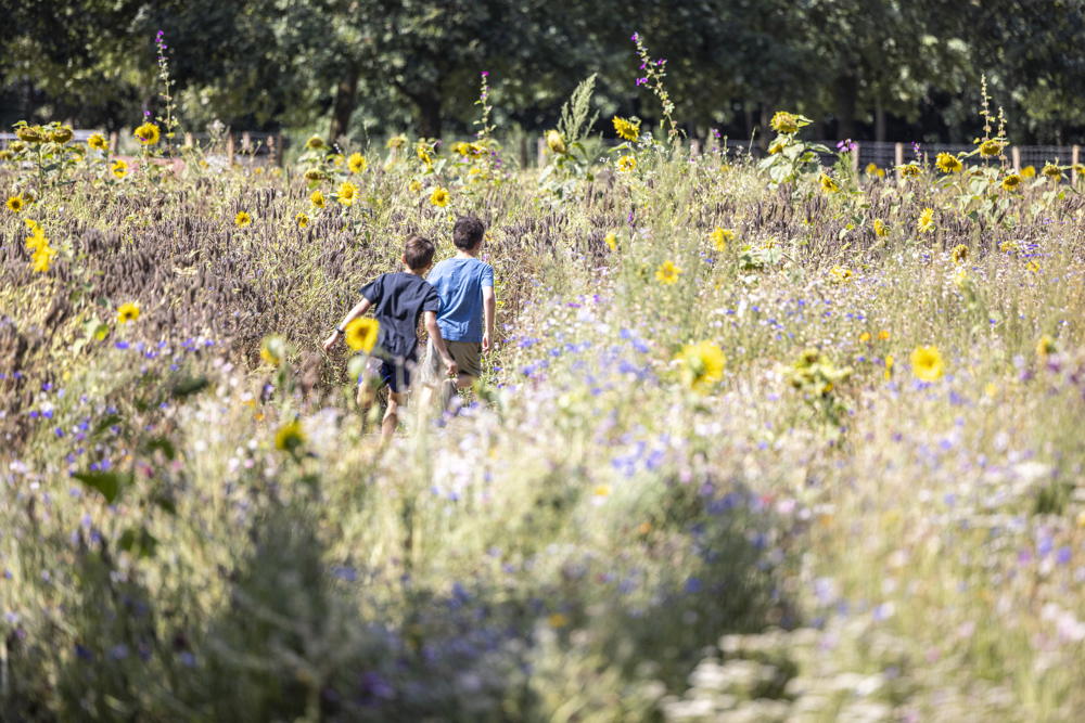 De Brielmeersen Bloemenweide