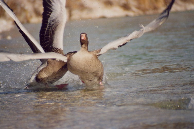 When geese fight, their heart rate increases. Claudia Wascher, Author provided