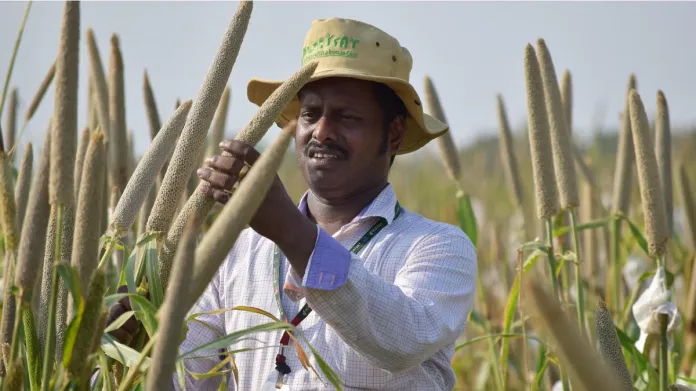 ICRISAT alumnus wins Borlaug Field Award for work on biofortified pearl millet
