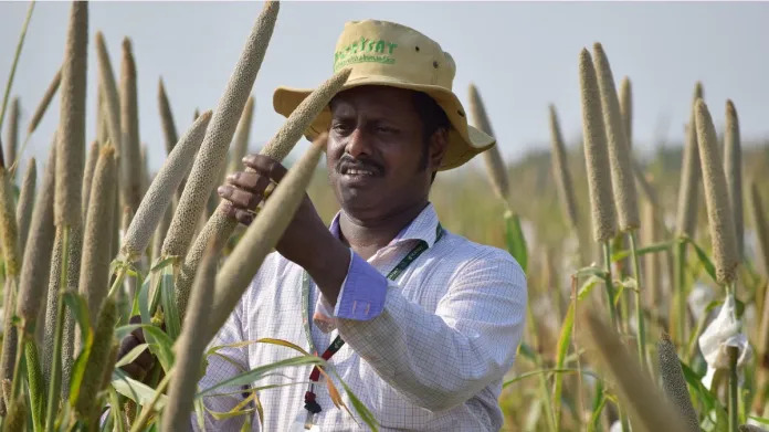 Preview: ICRISAT alumnus wins Borlaug Field Award for work on biofortified pearl millet
