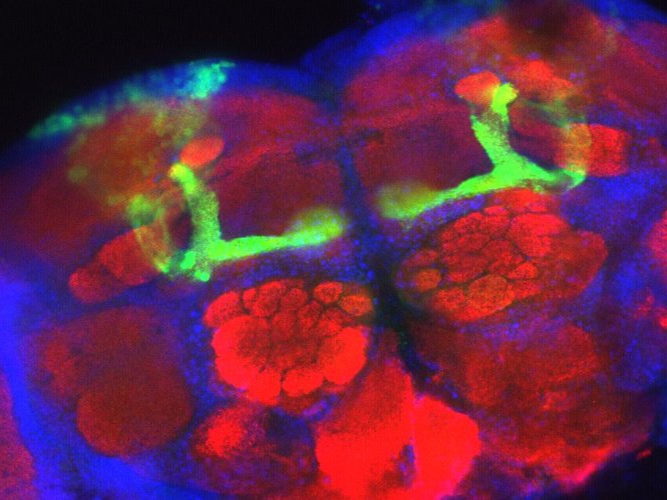 VIB research team uses AI to explain cell diversity in the fly brain