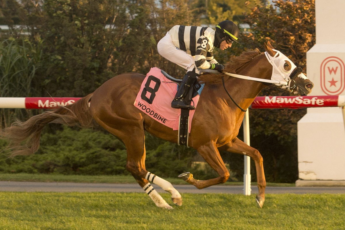 Bushido, a Darwin Banach trainee, and jockey Antonio Gallardo winning the Ontario Racing Stakes on October 8, 2022 at Woodbine (Michael Burns Photo)