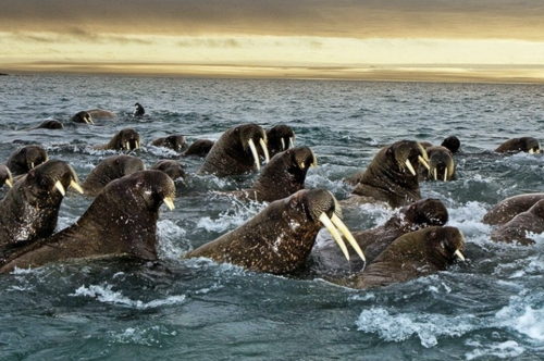 Migrations