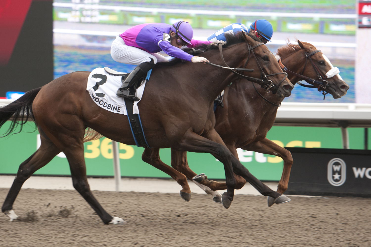 Dresden Row and jockey Ryan Munger winning the Durham Cup (G3) on September 28, 2024 at Woodbine (Michael Burns Photo)