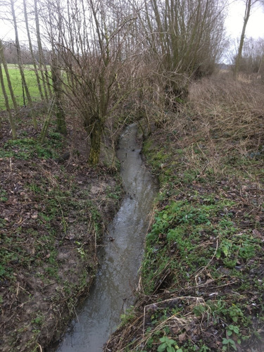 Provincie Oost-Vlaanderen start dit najaar onderzoeksproject over ondergedoken waterplanten in stromende waterlopen