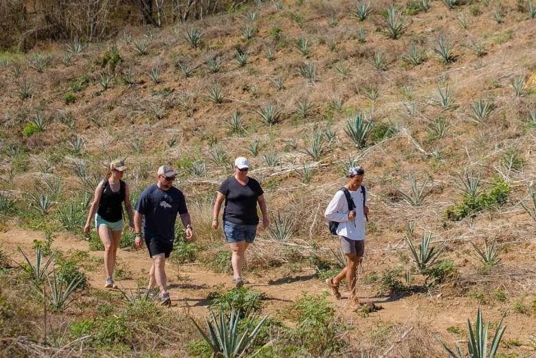 Sendero Agave Azul Sendero Agave Azul