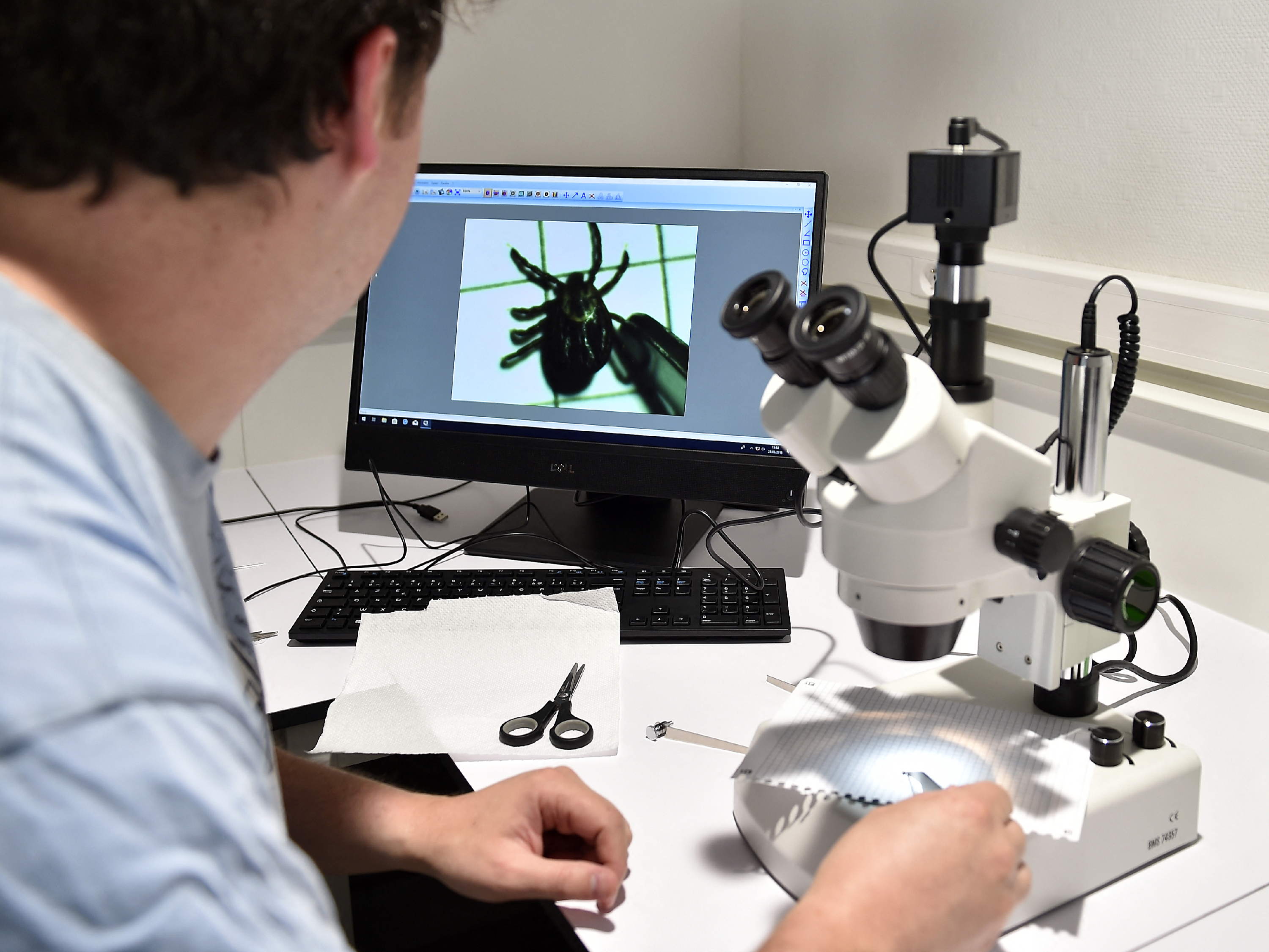 One in five garden ticks carries lyme disease bacteria, study finds