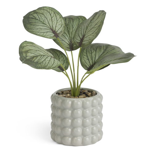 Habitat Calathea in Bobble Pot, £14