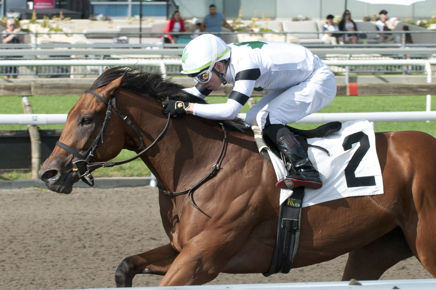 Rapid Test and jockey Kazushi Kimura winning the Elgin Stakes on August 27, 2023 at Woodbine (Michael Burns Photo)