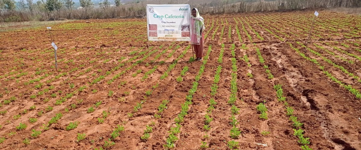 Rajeswari Majhi has set up a crop cafeteria in her field with the help of a member of Gram Panchayat and training at ICRISAT headquarters.  