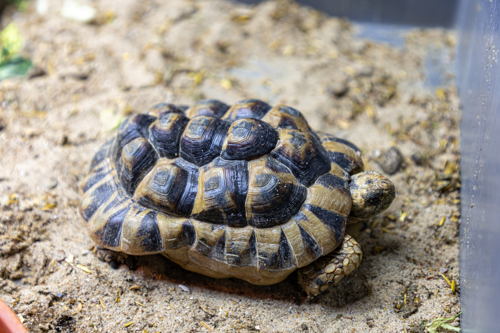 Schildpad met vervormd schild