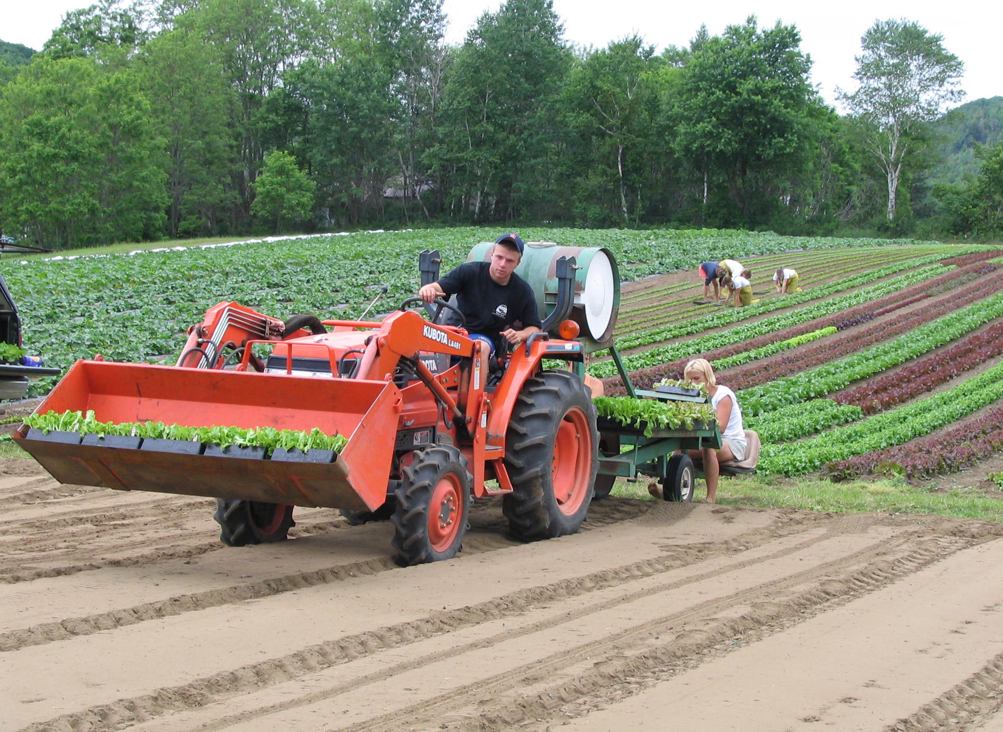 Consumers say "economic impact" is top reason for buying local food