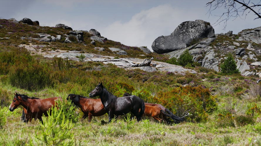 Peneda Gerês (c) ADERE-PG