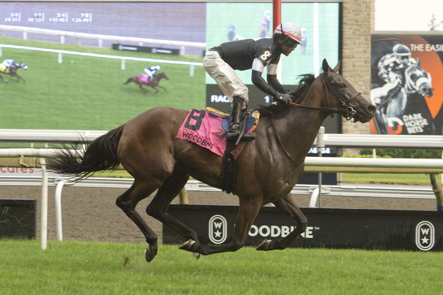 Fev rover and jockey Patrick Husbands winning the Nassau Stakes on July 1, 2023 at Woodbine (Michael Burns Photo)