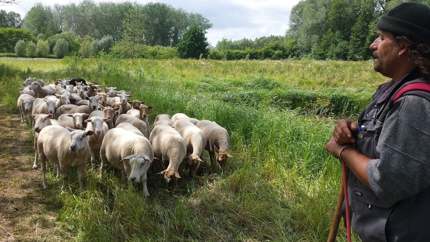 Herder in Pajottenland