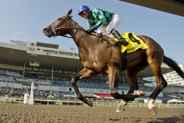 Scorching and jockey Patrick Husbands winning the Simcoe Stakes on August 25, 2024 at Woodbine (Michael Burns Photo) 