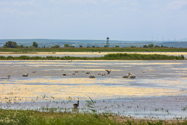 Sopron_Fertőhanság Nemzeti Park_18