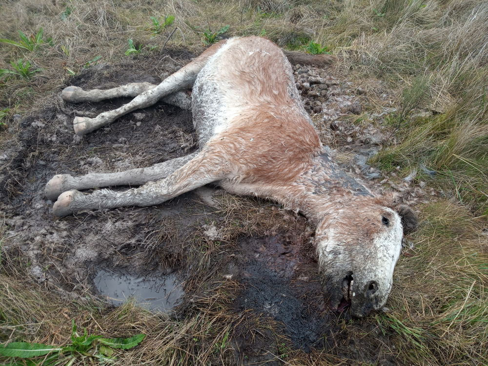 Dood paard illegale verzamelplaats Ezeiza