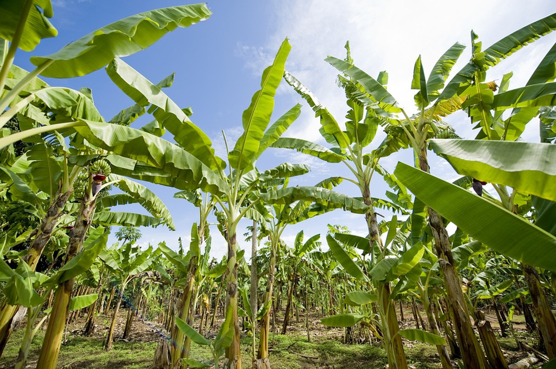 Enhancing Institutional Capacities in Statistical Data Collection and Analysis in the Agricultural Sector