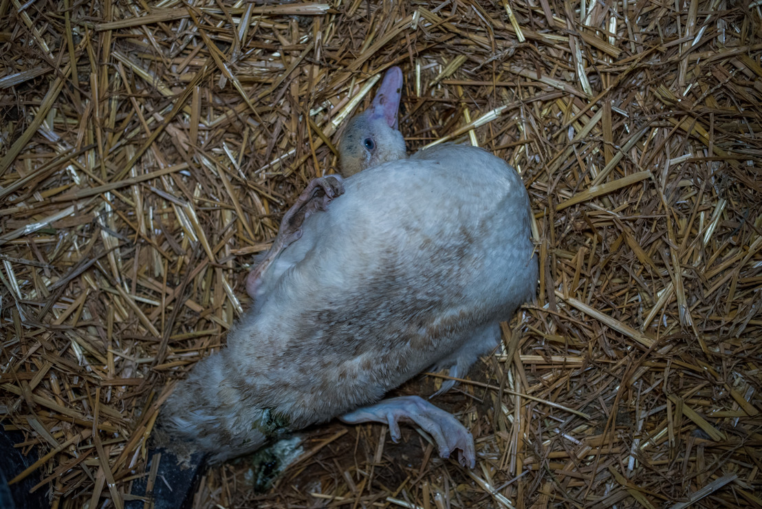 De nouvelles images vidéo révèlent la dure réalité derrière la production "artisanale" de foie gras en Wallonie