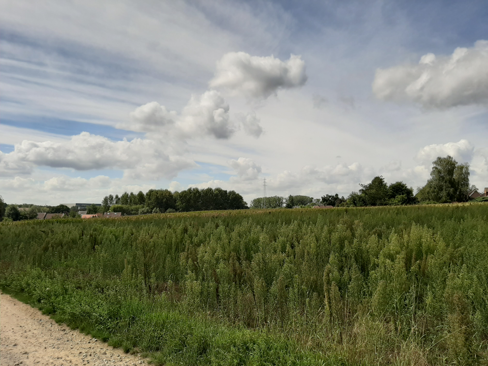 Elf stadslandbouwprojecten op Leuvense landbouwgronden