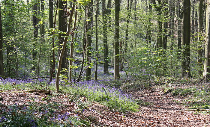 Provincie realiseerde voorbije legislatuur recorduitbreiding Oost-Vlaamse bos- en natuurgebieden